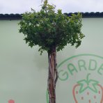 Ambrovník styraxový (Liquidambar styraciflua) ´GUMBALL´- výška 250-300 cm, kont. C55L - TVAROVANÝ TROJKMEŇ